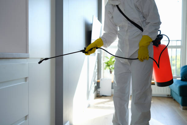Best Basement Mold Removal  in Fruitdale, CA