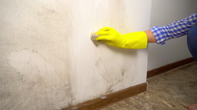 Best Mold-Related Health Consultation  in Fruitdale, CA