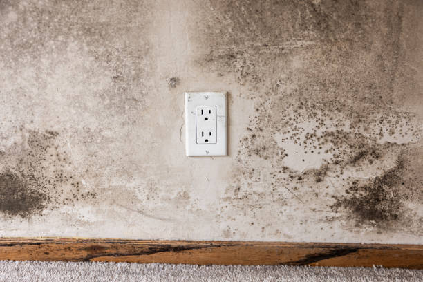 Best Mold Documentation for Insurance Claims  in Fruitdale, CA