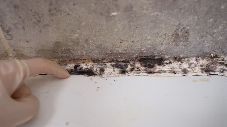 Best Post-Construction Mold Inspection  in Fruitdale, CA